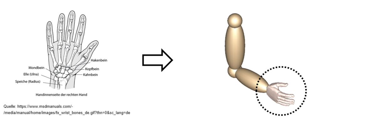 https://www.msdmanuals.com/-/media/manual/home/images/fx_wrist_bones_de.gif?thn=0&sc_lang=de HAM-Hand